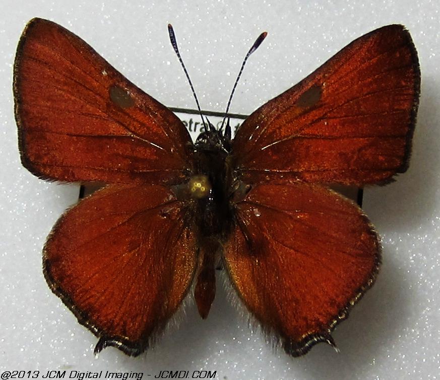 Unidentified Hairstreak